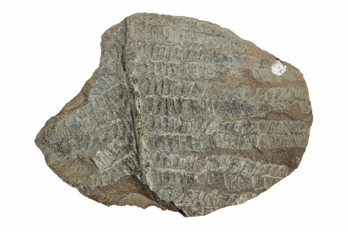 Fossil Fern (Pecopteris) Nodule Pos/Neg - Mazon Creek #270161